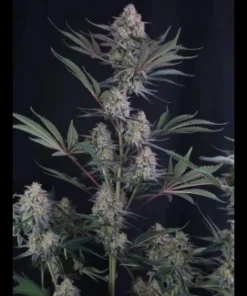 Lemon Tree  AUTO (Fast Buds) - immagine 3