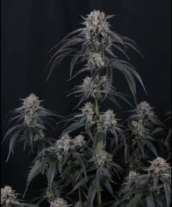 Alternative view of Mango Frost  AUTO (Fast Buds)