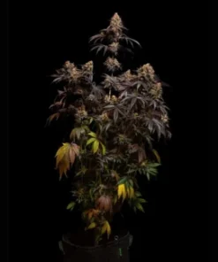 Alternative view of PAPAYTON - AUTO (Fast Buds)