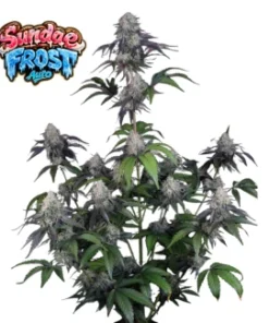 Alternative view of Banana Frost  AUTO (Fast Buds)