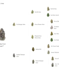 Banana Frost  AUTO (Fast Buds) - immagine 3